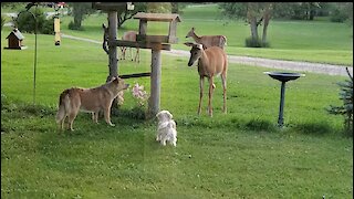 Fearless deer not intimidated by barking dogs