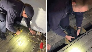 Fire Crew rescue puppy from beneath floorboards