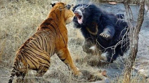 Biggest wild animal fights!!