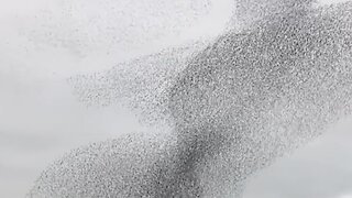 Mesmerizing video shows thousands of birds flying in pattern