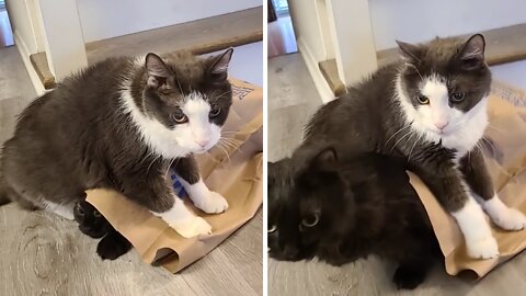 Cat playing with paper bag has priceless surprise ending