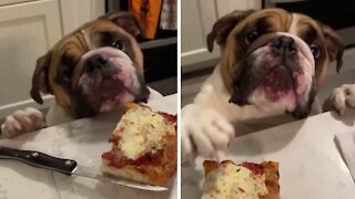Hungry pup gives his best effort to reach pizza on the table
