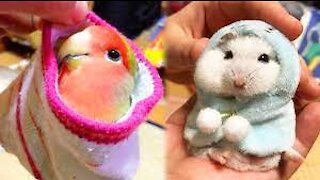 OMG Animals SOO Cute! AWW Cute baby animals Videos Compilation Cutest moment of the animals #1