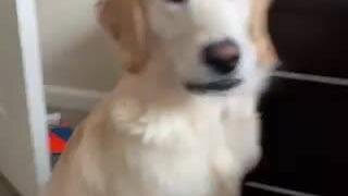 Goose the puppy does not like being pranked