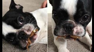 Hund klarer ikke å spise etter operasjon