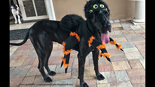 Great Dane Shows Off Its Halloween Spider Costume