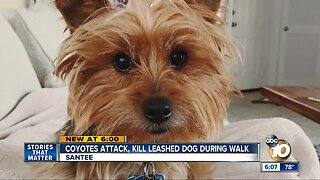 Coyotes attack, kill leashed dog in Santee