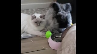 Cat patiently waits while bunny rabbits eat