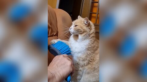 Cat likes being brushed