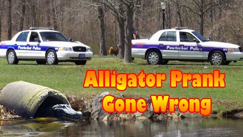 Remote control alligator prank gone wrong