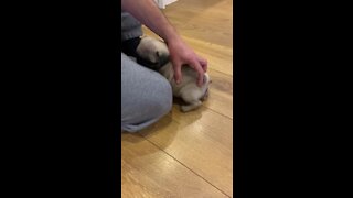 Pug puppy has the tickles in just the right spot