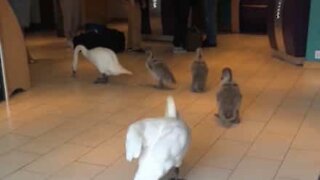 Une famille de cygnes s'invite à l'hôtel
