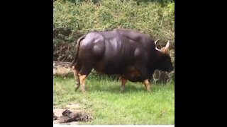 Massive bull 😱😱😱