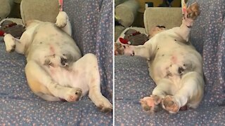 Bulldog distracts owner from watching TV in funniest possible way