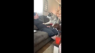 Vocal husky hilariously argues with his owner