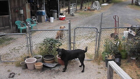 Farm dog opens gate to let his friend come inside to play
