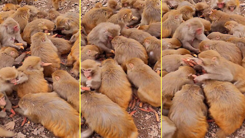 Monkeys grab potatoes to eat