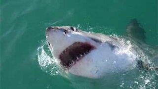 Shark steals fish from fisherman in Alaska