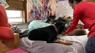 Sweet Baby Rottweiler Gets a Manicure