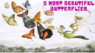 5 Most Beautiful Butterflies in the World