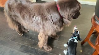 Puppy tries to help Newfoundland with his itchy face