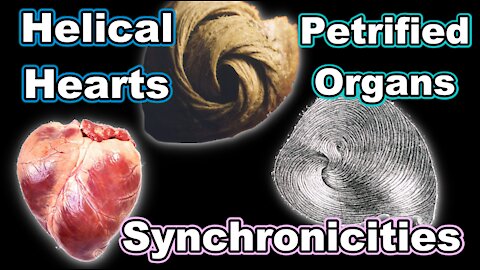 Helical Hearts - Petrified Organs - Synchronicities