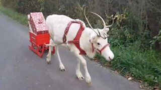 White reindeer delivers Christmas presents in Germany