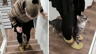 Very Talented Cat Performs Amazing Stairs Trick