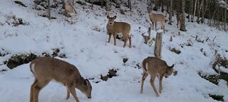 Deer grazing in winter