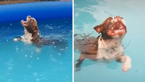 Boston Terrier catches raindrops while swimming in the rain
