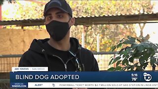 Blind dog adopted