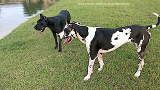 Happy Great Danes Love to Race and Roll in It