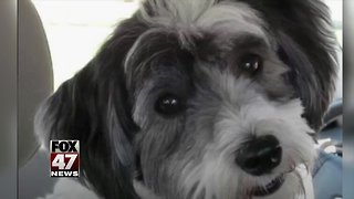 Pretrial date set in deadly dog attack