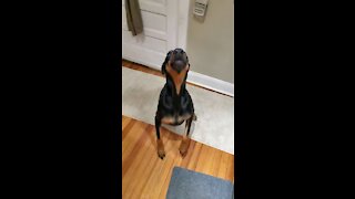 Dog excited about something