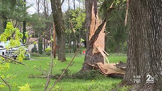 Storm levels trees in Carroll County