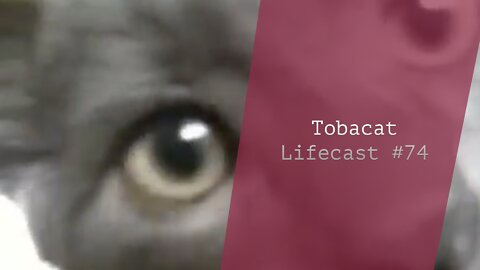Tobacat | Lifecast #74