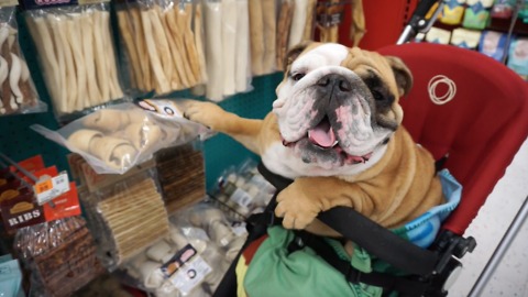 English Bulldog goes shopping at the pet store