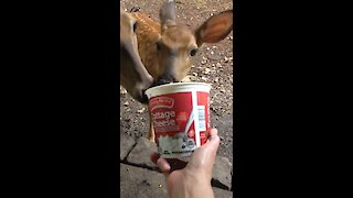 Wild fawn eats from caretaker's hand for the first time