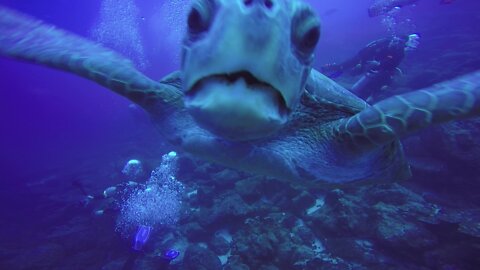 Curious sea turtle swims up to camera to take a bite