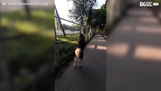 Dog loves walking on two legs