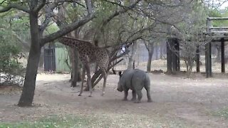 Try Not To Laugh Challenge -A Giraffe Kicked A Naughty Rhino