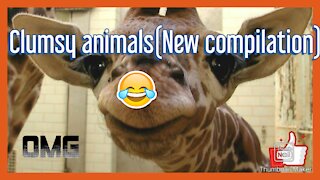 New compilation of funny pets videos