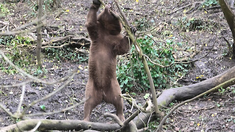 Crazy bear at the zoo tries to rip down an entire tree