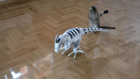 Playful kitten takes on remote control dinosaur