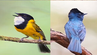 More than one type of bird with different sounds