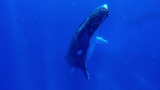 Swimmer watches in awe as gigantic humpback whale rises beside him