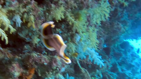 Vividly colored sea slug swims with surprising grace