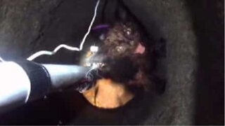 Kattunge som satt fast i et hull i USA er blitt reddet