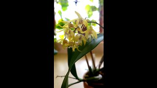 Blooming Right Now!! // Glorious Dendrobium Speciosum // Way Ahead of Schedule //