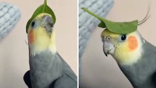 The parrot plays a wonderful song